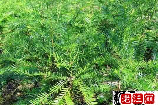 博鱼彩票农业种植致富项目（推荐7个农村种植致富好项目）(图1)