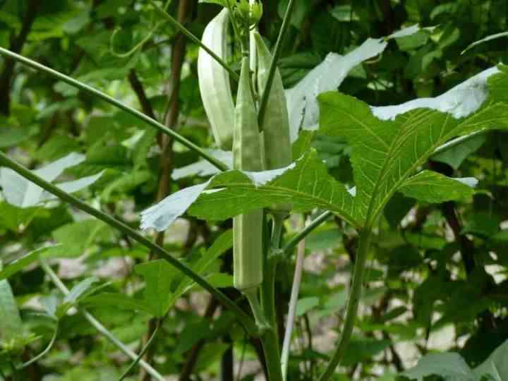 博鱼彩票推荐8个农村种植致富好项目（农村种植什么有前景）(图2)