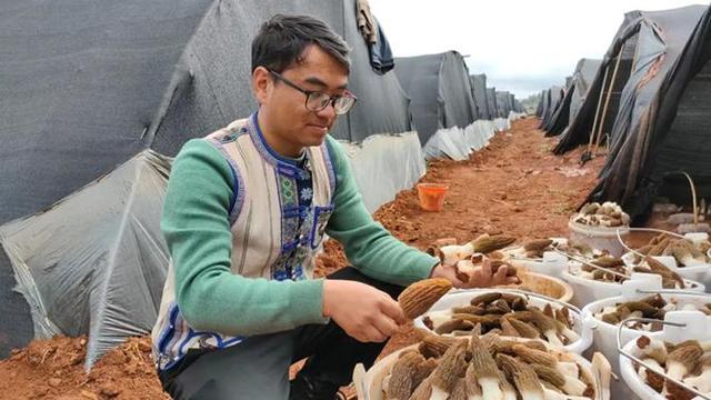 博鱼彩票云南省石林县：种下羊肚菌 为群众铺就一条致富的“幸福路”_产业资讯_食用(图1)