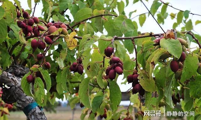 博鱼彩票家里有空地庭院此果树种上两棵好养易活软甜多汁口碑好(图3)