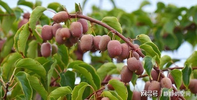 博鱼彩票家里有空地庭院此果树种上两棵好养易活软甜多汁口碑好(图7)