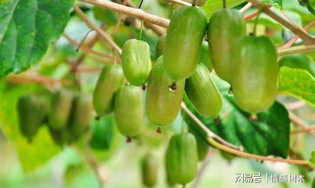 博鱼彩票院子里别空着看准此果树留一些空地种几棵好吃有营养(图6)