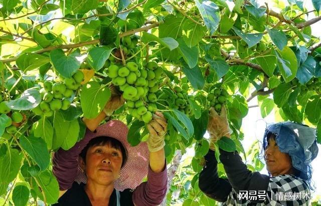 博鱼彩票院子里别空着看准此果树留一些空地种几棵好吃有营养(图8)