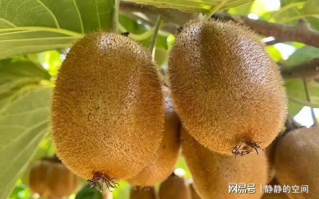 不管院子有多大此果树种几棵果实香甜软糯易种植(图1)