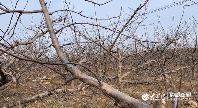 惊蛰春耕忙丨在烟台果园“活捉”一枚农艺师手把手教咱给苹果树剪枝(图2)