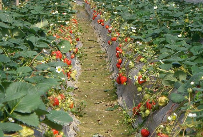 西安周边这4大草莓采摘地适合周末带娃去采摘还能赏花挖野菜(图6)