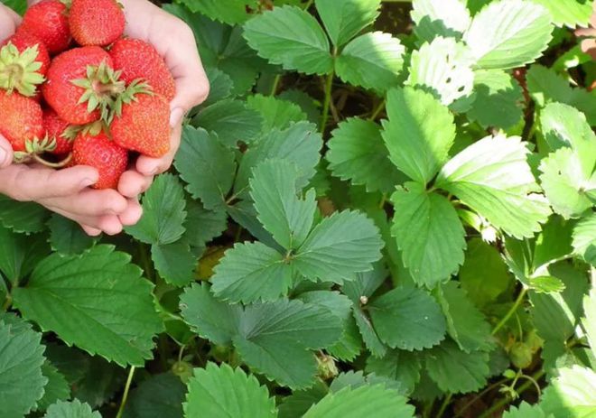 西安周边这4大草莓采摘地适合周末带娃去采摘还能赏花挖野菜(图7)