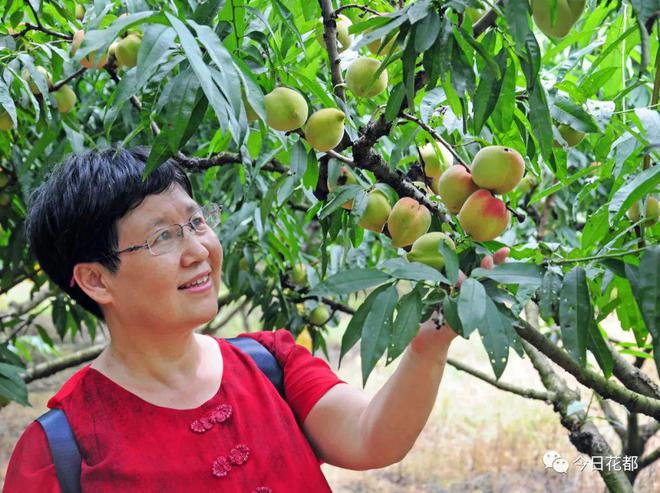 博鱼彩票太诱人了！花都水果采摘攻略“甜蜜”来袭(图3)