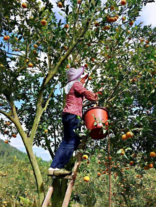 泉港：满树金黄芦柑采摘正当时(图1)