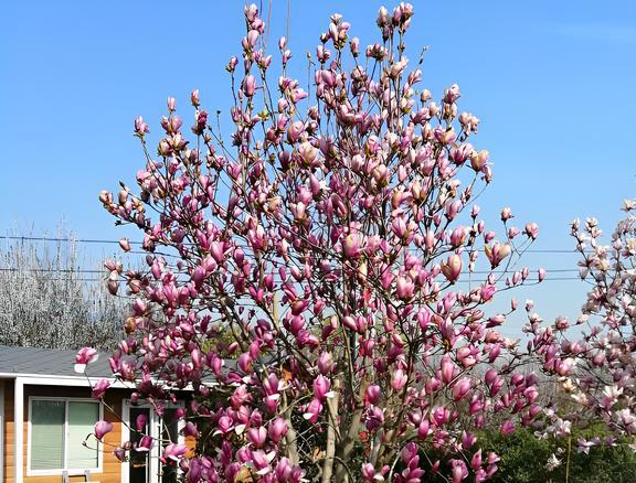 博鱼彩票“小院种5树人前显富贵”越养越辉煌成了镇宅树寓意旺家(图1)