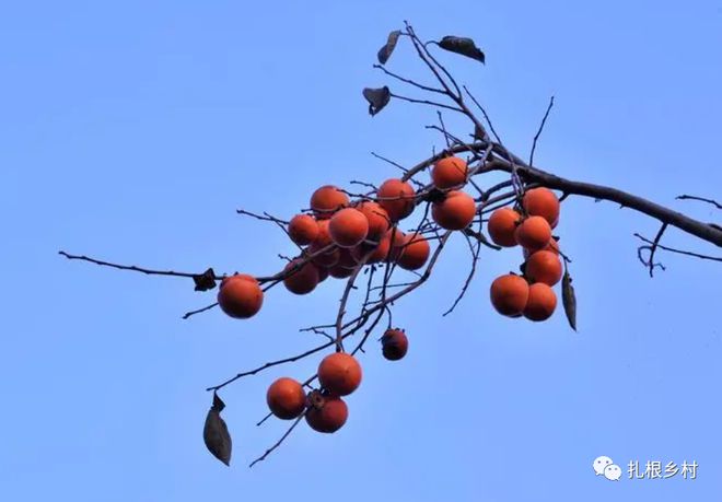 博鱼彩票“门内有3树子孙代代富”这3种树家里有1棵就能成为“镇宅之树”(图1)