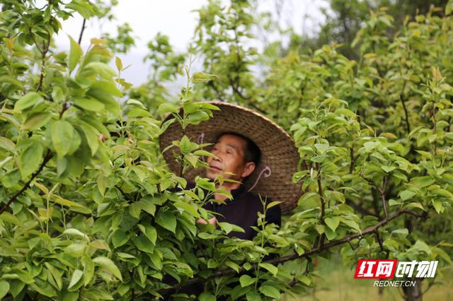 人勤春来早 沙洲果农忙(图1)