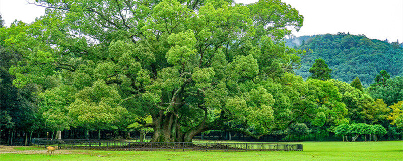 博鱼彩票动森果树种植间距(图1)