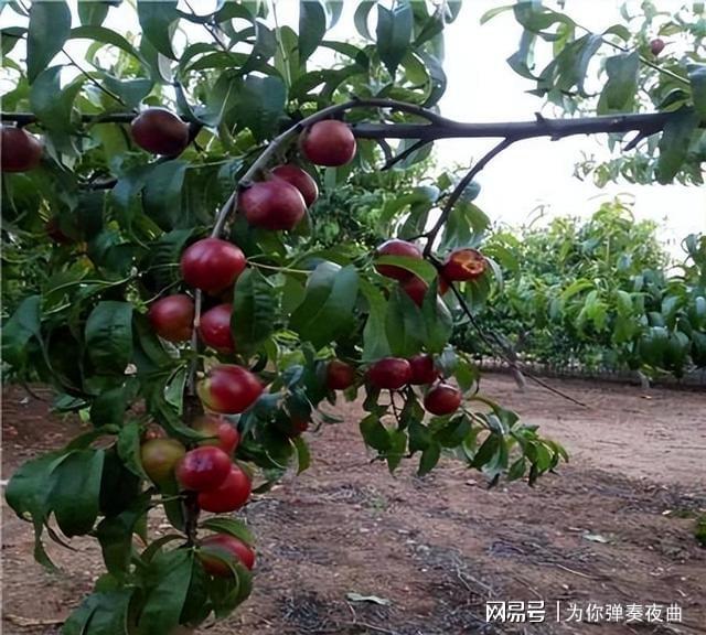 博鱼彩票家中有庭院空地的此树不要错过建议多种几棵市场前景很好(图5)