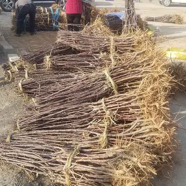 博鱼彩票水蜜桃苹果品种介绍、晚熟水蜜桃苹果树苗栽植应该注意哪些事项(图4)