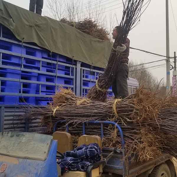 博鱼彩票水蜜桃苹果品种介绍、晚熟水蜜桃苹果树苗栽植应该注意哪些事项(图3)