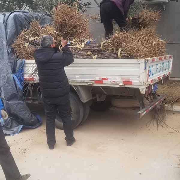 博鱼彩票水蜜桃苹果品种介绍、晚熟水蜜桃苹果树苗栽植应该注意哪些事项(图5)