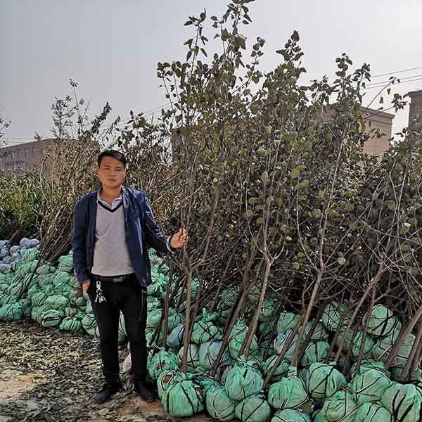 博鱼彩票水蜜桃苹果品种介绍、晚熟水蜜桃苹果树苗栽植应该注意哪些事项(图6)