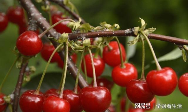 车厘子的种植指南！(图5)