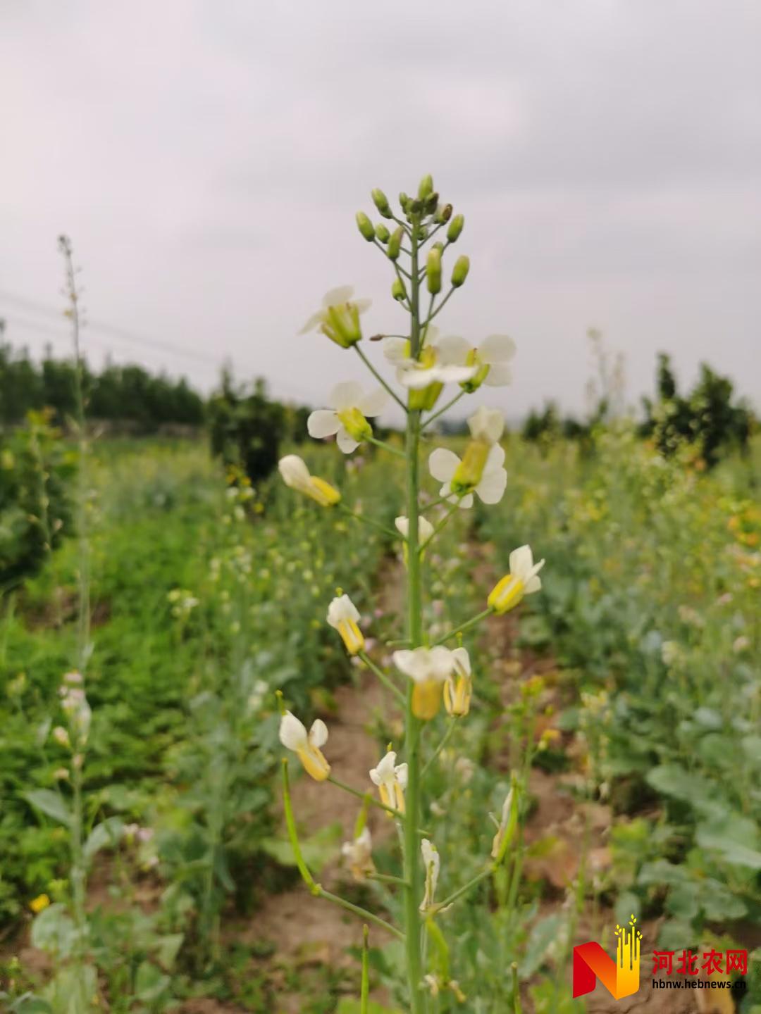 博鱼彩票阜城：果园间作种植七彩春油菜喜获丰收(图2)