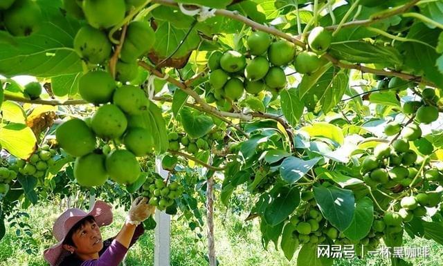 博鱼彩票家里有块空地不妨种2棵软枣果树不挑土壤简单易活(图9)