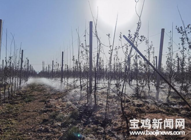 【新春走基层】宝鸡：冬季果园修剪忙 不误农时不负冬(图2)