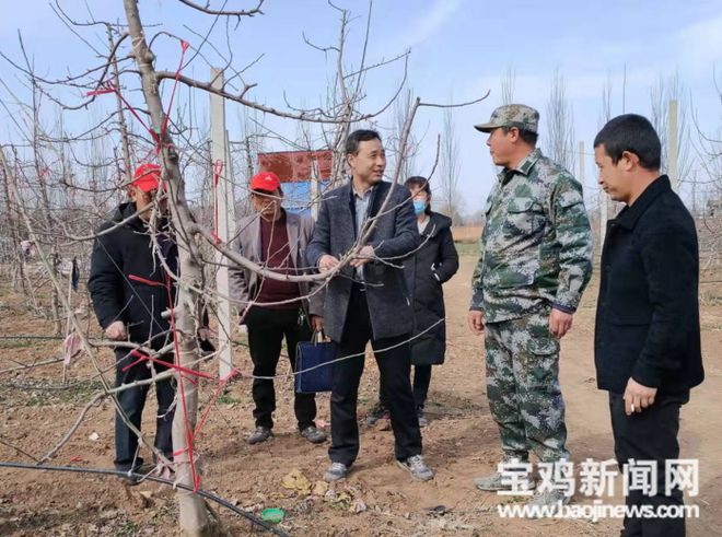 【新春走基层】宝鸡：冬季果园修剪忙 不误农时不负冬(图1)