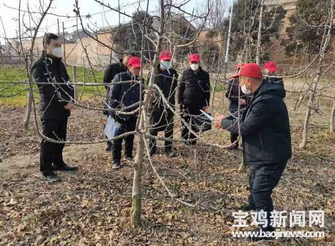 【新春走基层】宝鸡：冬季果园修剪忙 不误农时不负冬(图4)