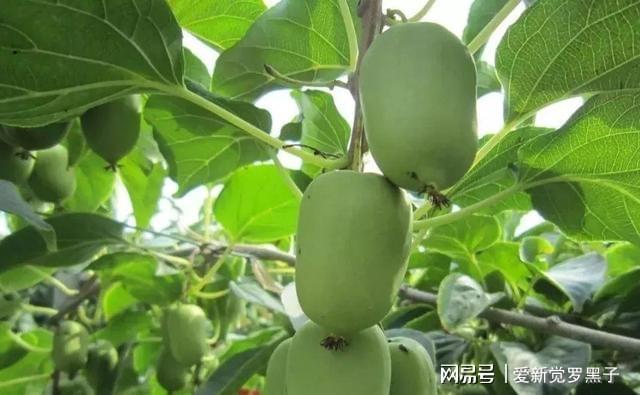 家有院子种此果树吧雌雄成对种植耐寒耐热产量可观(图2)