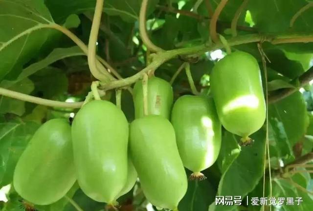 家有院子种此果树吧雌雄成对种植耐寒耐热产量可观(图4)