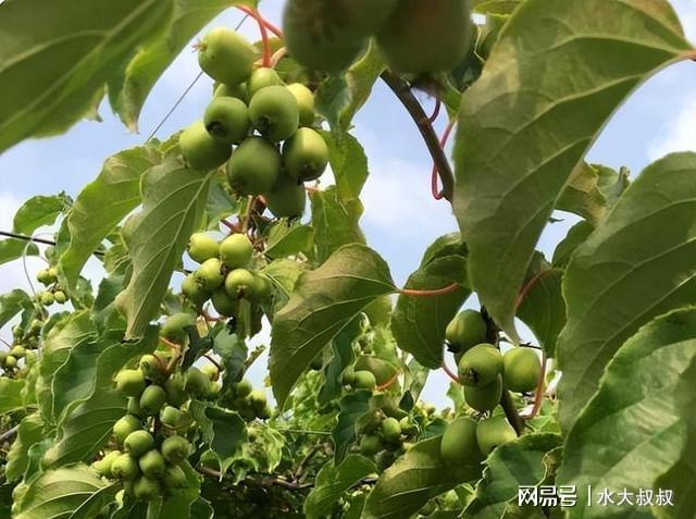 博鱼彩票中国又一果树走红产量高果子好吃有营养市场前景较好(图5)