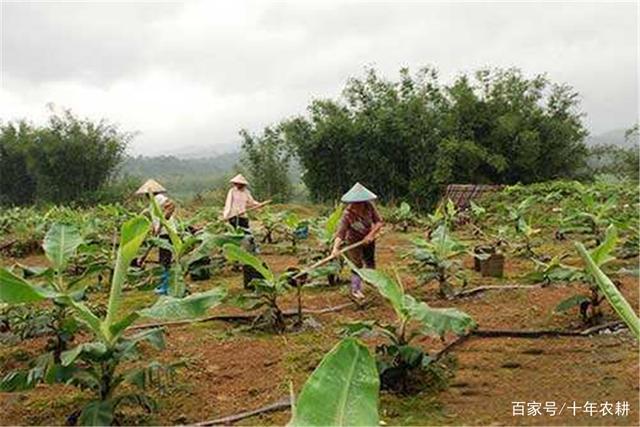 博鱼彩票20年前被多地淘汰如今却靠进口弥补需求还能再种吗？(图1)