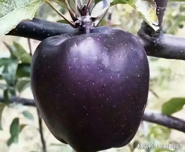 博鱼彩票家里院子有空地不妨种这种果树果子清脆香甜关键是容易打理(图7)