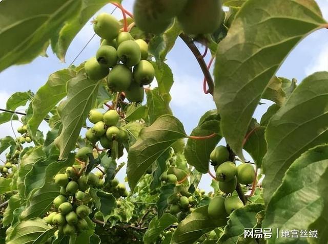 小院别空着栽两棵这果树不仅好养活比苹果雪梨好吃多了(图5)