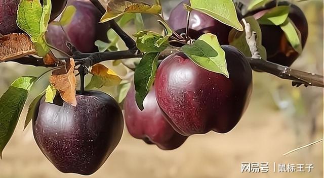 博鱼彩票家里有空地一定要种几棵这款树果实清脆营养高果树寓意还好(图9)