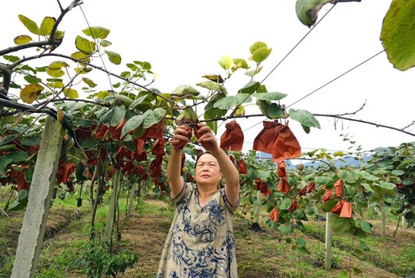 博鱼彩票绵竹：水果飘香产业兴 铺就“甜蜜”致富路(图2)