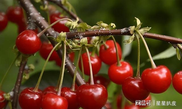 博鱼彩票有庭院别空着可以种这种果树果子香甜多汁不挑土地好养活(图5)