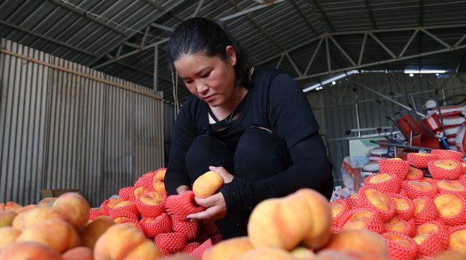 博鱼彩票河南柘城：千亩蟠桃果飘香特种种植富农家(图1)