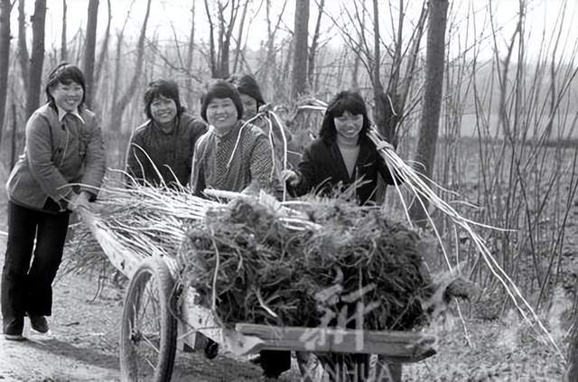 博鱼彩票河南1987年(图12)