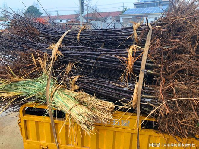 鲁丽苹果—极早熟优质苹果品种脆甜爽口耐储不绵省力又丰产(图5)