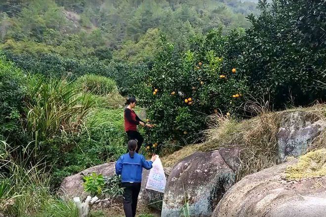 博鱼彩票这才是原生态的果子树上金黄黄的母女摘了一牛皮袋(图1)