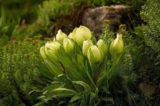 新疆珍贵草本植物天山雪莲的传说与科普(图2)