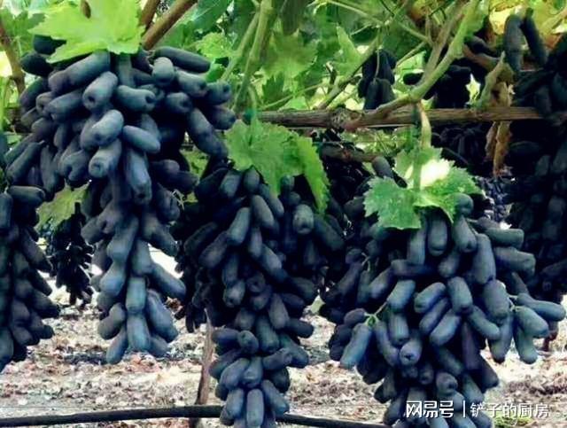 果农最爱的果树好养易打理果子皮薄肉嫩酸甜爽口(图4)