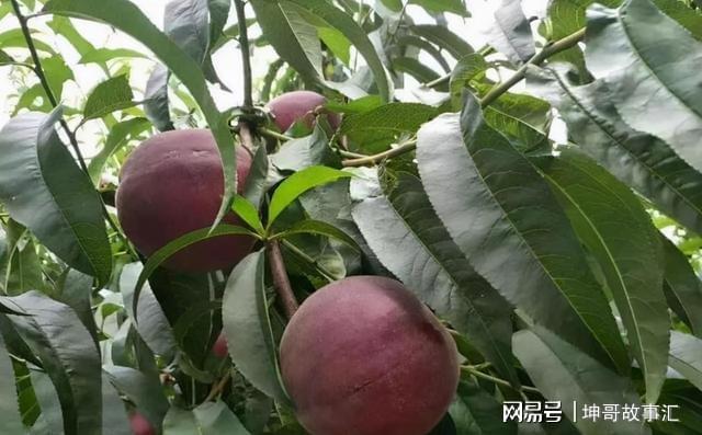 院子种植黑桃果树软糯清甜富含花青素产量多易打理(图1)