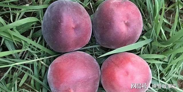 院子种植黑桃果树软糯清甜富含花青素产量多易打理(图2)