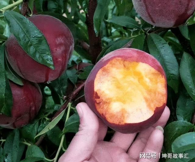 院子种植黑桃果树软糯清甜富含花青素产量多易打理(图10)