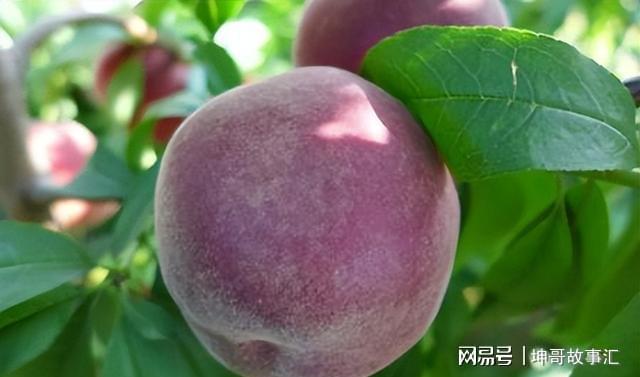 院子种植黑桃果树软糯清甜富含花青素产量多易打理(图8)