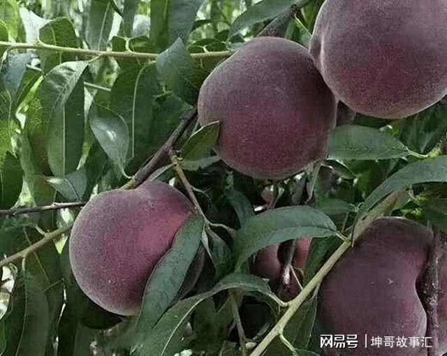 院子种植黑桃果树软糯清甜富含花青素产量多易打理(图6)