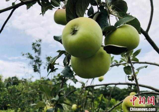 博鱼彩票湖南道县“南方苹果树”结出丰硕“致富果”(图2)