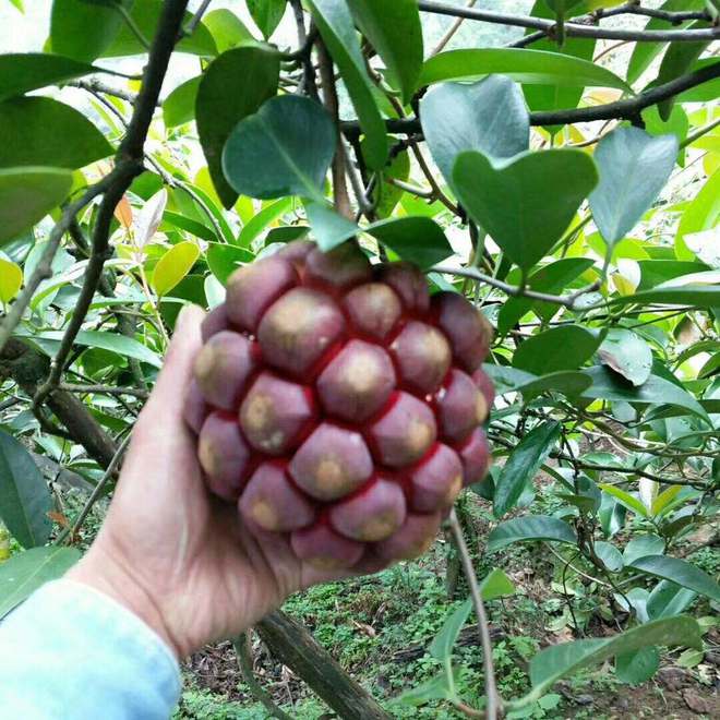 博鱼彩票名字叫做老虎的果树过去野生无人问津如今却成了香饽饽(图2)